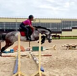 Мерин в спорт