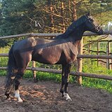 ОЛЬДЕНБУРГСКИЙ ЖЕРЕБЕЦ 