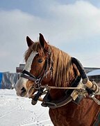 ВЫСОКИЙ ТЯЖЕЛОВОЗ • ХОББИ /