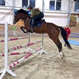 ГНЕДОЙ МЕРИН 6 ЛЕТ