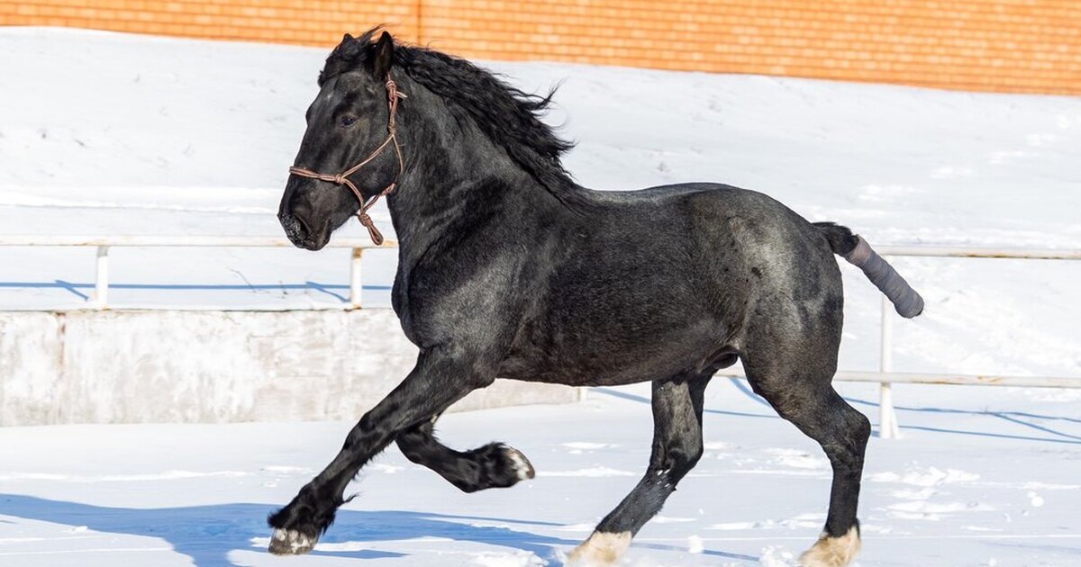 Кавалло лошадь. Вороная фризская лошадь. Фризская лошадь галоп. Пепельно вороная лошадь. Фризская лошадь.