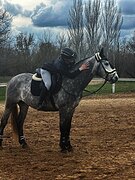 Жеребец спорт.помеси