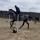 СЕРАЯ КОБЫЛА 7 ЛЕТ
