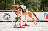 Мерин 2013 гр, 167 вх