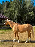 Нарядный жеребец 2019г.р.