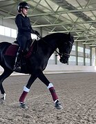 выездковая кобыла 