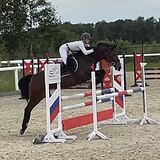 Кобыла в конкур, 4 года