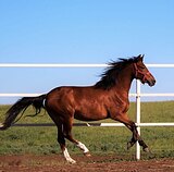 Пони 147 вх выездка/конкур 