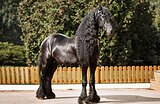 Фризский жеребец