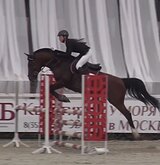 МЕРИН В КОНКУР