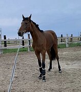 МОЛОДОЙ ЖЕРЕБЕЦ В КОНКУР