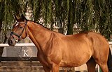 МЕРИН 7 ЛЕТ 173 СМ В ХОЛКЕ