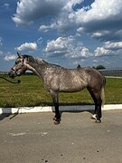 Кобыла спортивная пом. 