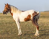 Райд-пони в/х137см 