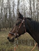 КОБЫЛА В ХОББИ