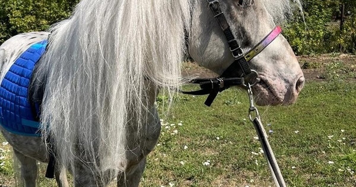 Конный спорт фото