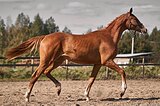 МОЛОДАЯ КОБЫЛКА В СПОРТ