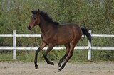 Молодая кобылка