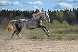 кобыла орловской породы 