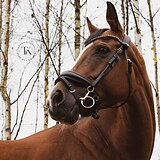 КОБЫЛА В КОНКУР И ВЫЕЗДКУ