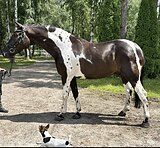 Пегаш