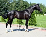 Жеребец для большого спорт