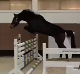 ГНЕДОЙ ЖЕРЕБЕЦ ЗАНГЕРШАЙДЕ