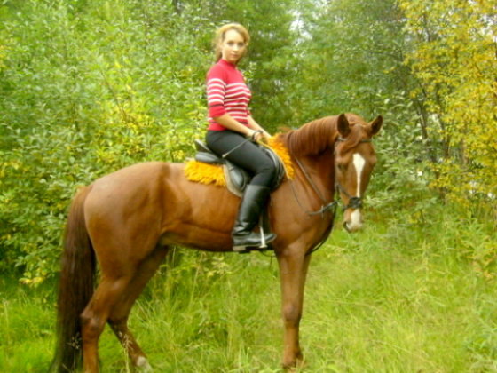 Вот такой вот красивый конь, рождённый в Мурманске....