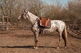 Чубарая кобыла