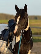 нарядная кобыла