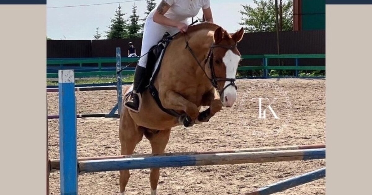 Фредерик великий фризская лошадь. Фризская порода лошадей вороная. Силуэт выездковой лошади. Арабская порода лошадей вороная. Лучший жеребец.