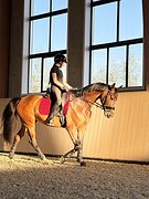 Нарядная кобыла