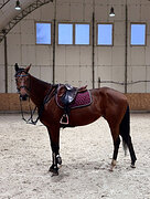 Кобыла 2015 гр, 170 вх