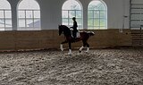 Gelding 2016