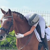 Мерин уровня МП 11 лет 