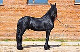 Шикарный фриз по отличной ц