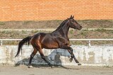 внук Totilos и Vitalis
