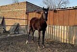 МОЛОДАЯ КОБЫЛКА • ТОПОВАЯ 