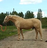 Помесный мерин