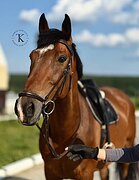 МЕРИН В СЕМЬЮ И ПОД ДЕТЕЙ