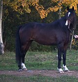 Кобыла в матки