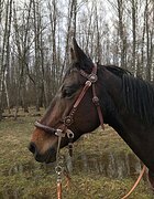 Кобыла в хобби