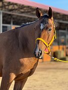 Мерин 2021 гр