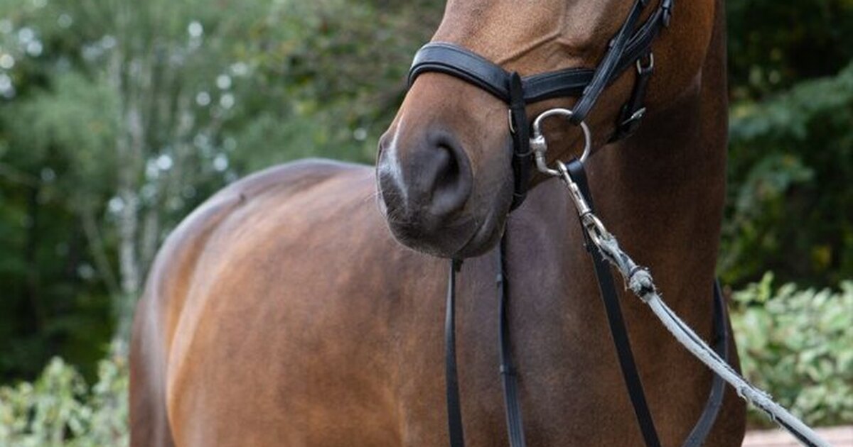 мон пони чистые пруды. день рождения в стиле мой маленький пони. мон пони салон красоты чистые пруды. фаворит пони 3. искорка смешно.