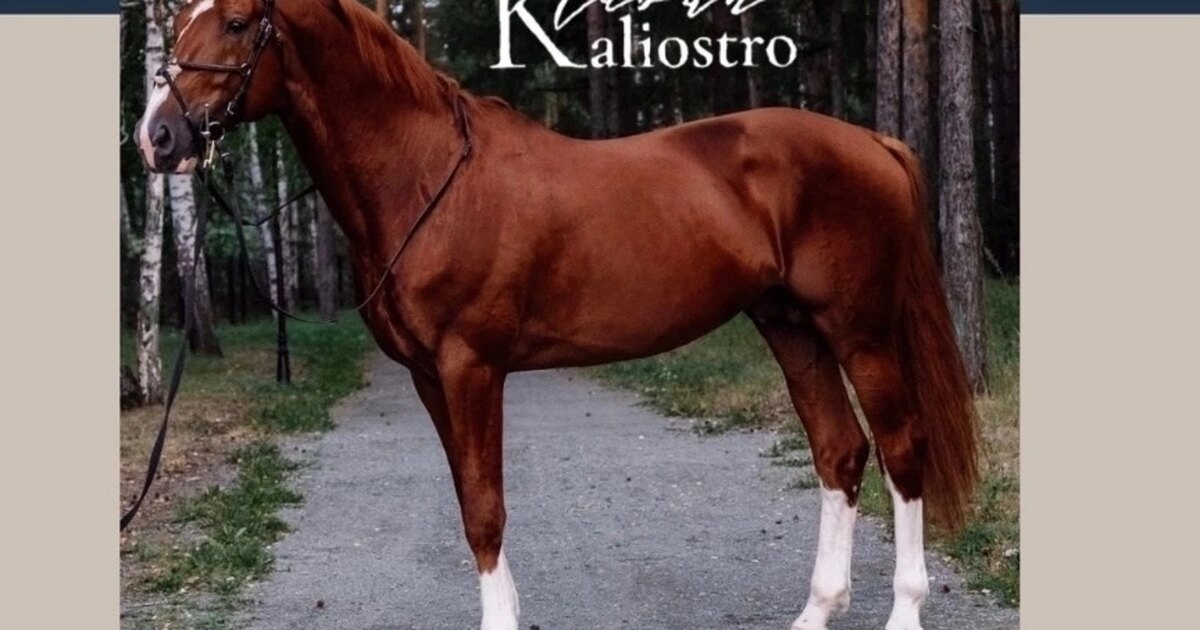 лошади челябинском. годовалый конь. лошади в челябинской области. рощино челябинская область. купить жеребца русского тяжеловоза купить на зозу.