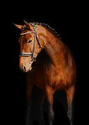 Кобыла спорт помеси