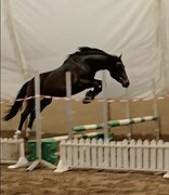 ПОБЕДИТЕЛЬ ИППОСФЕРЫ 2025