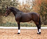 Шикарная кобыла полуимпорт