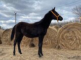 кобылка РВП в спорт