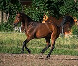 Мер. 2019 гр, 157 вх в конкур